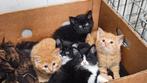 Mooie kittens, katers, jonge poesjes, Dieren en Toebehoren, Katten en Kittens | Overige Katten, Kater