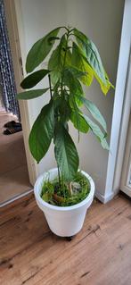 Avocadoplant 1 meter, Ophalen, Overige soorten, 100 tot 150 cm