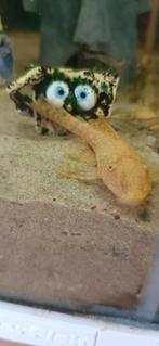 Albino ancistrus jongen ,jonge borstelmeervallen, Dieren en Toebehoren, Vissen | Aquariumvissen, Zoetwatervis, Vis