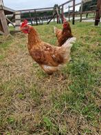Gratis 2 legkippen, Dieren en Toebehoren, Pluimvee, Vrouwelijk, Kip