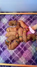 Te koop medium labradoodle puppy’s, Overige rassen, CDV (hondenziekte), 8 tot 15 weken, Meerdere