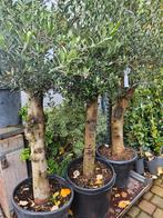Olijfbomen diverse maten - gratis bezorgd in/om Hilversum, Tuin en Terras, Planten | Bomen, Ophalen of Verzenden, 100 tot 250 cm