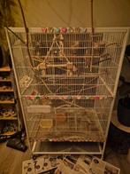 Te koop Zebravinken met kooi en toebehoren., Ophalen, Zo goed als nieuw, Metaal, Vogelkooi