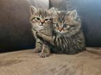 Britse korthaar kittens, Dieren en Toebehoren, Katten en Kittens | Raskatten | Korthaar, Kater