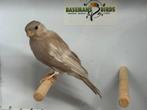 Bruinpastel goudvink, Vrouwelijk, Wildzangvogel, Geringd