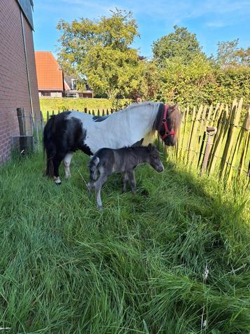‼️TE KOOP GEZOCHT‼️ beschikbaar voor biedingen