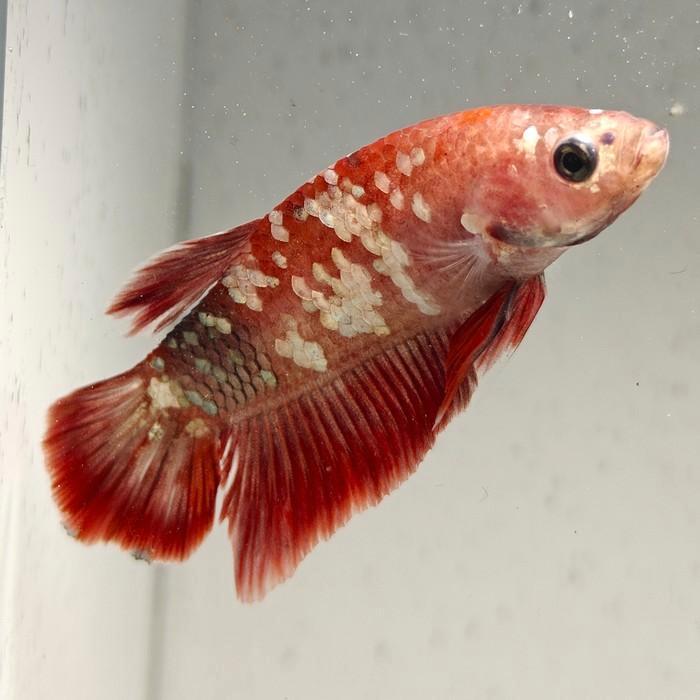 Betta splendens man 04, Dieren en Toebehoren, Vissen | Aquariumvissen, Vis