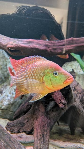 Cichlasoma festae /Red Terror cichlide beschikbaar voor biedingen