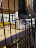 Campbelli hamsters, Dieren en Toebehoren, Knaagdieren