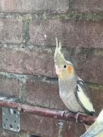 Valkparkieten, Dieren en Toebehoren, Vogels | Parkieten en Papegaaien, Meerdere dieren, Parkiet