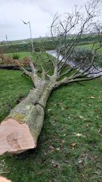 Bomen kappen vellen stormschade haardhout brandhout, Ophalen