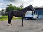 Leuke 3 jarige merrie te koop, Dieren en Toebehoren, Paarden, Merrie, Dressuurpaard, Zadelmak, 3 tot 6 jaar