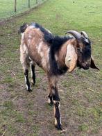 Nubische dekbok, Dieren en Toebehoren, Mannelijk, Geit, 0 tot 2 jaar