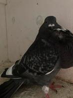 Krasbont, Dieren en Toebehoren, Vogels | Duiven, Mannelijk, Kropper