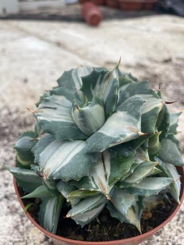Agave potatorum cv. Shoji-Raijin f. Variegata 11cm pot beschikbaar voor biedingen