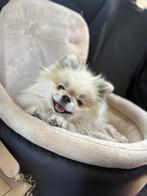 Autostoel hond, Dieren en Toebehoren, Ophalen of Verzenden, Zo goed als nieuw