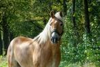 Haflinger ruin 9 jaar oud, Dieren en Toebehoren, Pony's