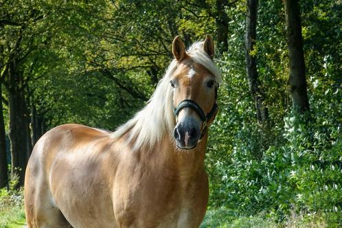 Haflinger ruin 9 jaar oud, Dieren en Toebehoren, Pony's