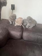 Britse korthaar kittens, Meerdere dieren