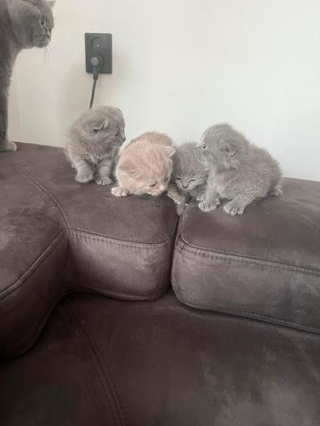 Britse korthaar kittens beschikbaar voor biedingen