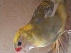 Te koop penanten rosella, Dieren en Toebehoren, Vogels | Parkieten en Papegaaien, Meerdere dieren, Parkiet, Geringd