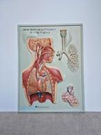 3D anatomische schoolplaat, Ophalen of Verzenden, Film en Tv, Rechthoekig Staand, Gebruikt