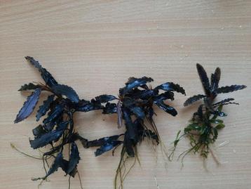 Bucephalandra kedagang, donkere aquariumplant,  voor nano(R) beschikbaar voor biedingen