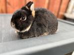 GEZOCHT …zwarte otter dame, Dieren en Toebehoren, Konijnen, Vrouwelijk