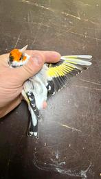 Major putter Distelvink Koppel, Meerdere dieren, Geringd