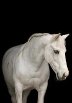 Lieve recreatie pony te koop, 11 jaar of ouder, Recreatiepony, D pony (1.37m tot 1.48m), Merrie