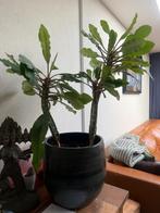 Stek Madagascar jewel Euphorbia Leuconeura, Huis en Inrichting, Kamerplanten, Overige soorten, Minder dan 100 cm, Groene kamerplant
