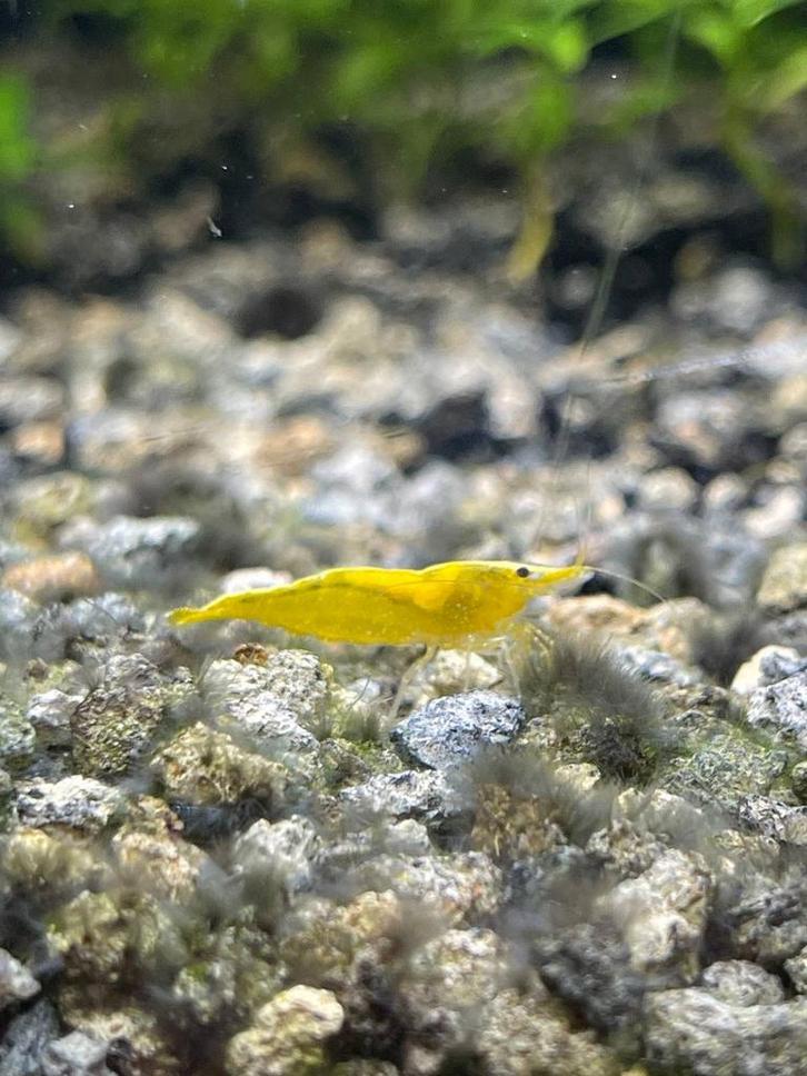 Yellow neon garnalen, Dieren en Toebehoren, Vissen | Aquariumvissen, Zoetwatervis, Kreeft, Krab of Garnaal, Schoolvis