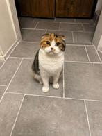 2 katten op zoek naar nieuw huisje, Dieren en Toebehoren, Katten en Kittens | Raskatten | Korthaar, Meerdere dieren, 0 tot 2 jaar