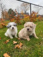 Nog 2 boomertjes beschikbaar, Dieren en Toebehoren, Honden | Chihuahua's en Gezelschapshonden, CDV (hondenziekte), 8 tot 15 weken