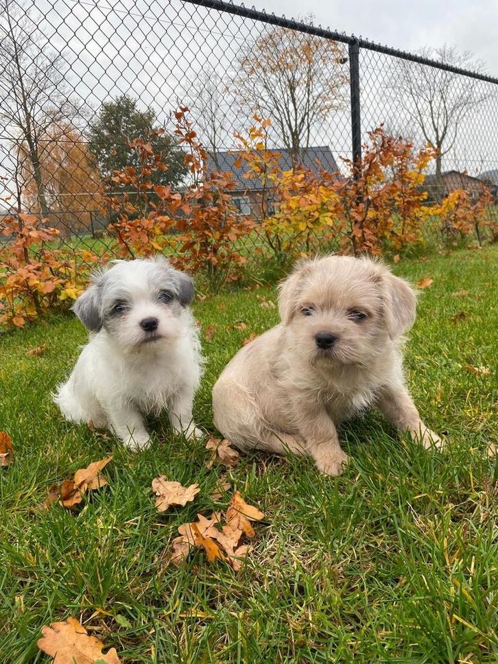 Nog 2 boomertjes beschikbaar, Dieren en Toebehoren, Honden | Chihuahua's en Gezelschapshonden, Reu, Overige rassen, Particulier