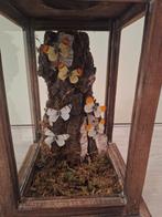 Opgezette vlinders. Vlinders in lantaarn., Ophalen of Verzenden, Nieuw, Hout, 25 tot 50 cm
