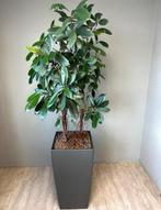 Lechuza Plantenbakken op Hydrocultuur Planten, 100 tot 150 cm, Overige soorten, In pot, Groene kamerplant