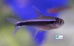 Zwarte Neon, Dieren en Toebehoren, Vis, Zoetwatervis, Schoolvis