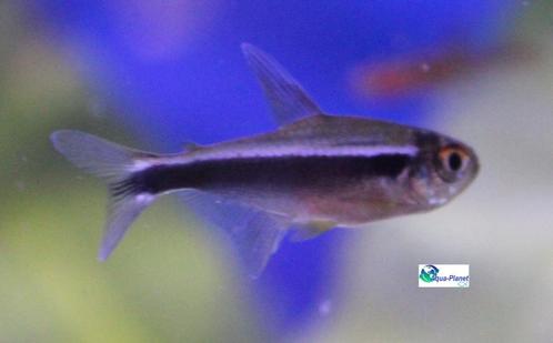 Zwarte Neon, Dieren en Toebehoren, Vissen | Aquariumvissen, Zoetwatervis, Vis, Schoolvis