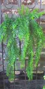 LEUKE GROENE TAK - KUNST - HANGING GARDEN, Huis en Inrichting, Ophalen of Verzenden, Nieuw
