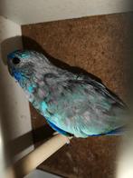 Splendid blauw 25, Dieren en Toebehoren, Vogels | Parkieten en Papegaaien, Parkiet, Geringd