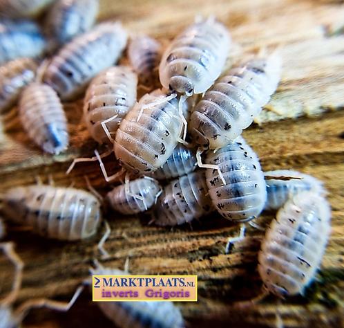 Porcellio laevis White Caramel isopods / pissebedden, Dieren en Toebehoren, Insecten en Spinnen, Overige soorten