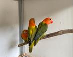 Agapornis fisheri euwing opaline (mei 2025), Dieren en Toebehoren, Meerdere dieren, Dwergpapegaai of Agapornis
