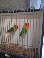 koppel opeline, Dieren en Toebehoren, Vogels | Parkieten en Papegaaien, Meerdere dieren, Parkiet, Geringd