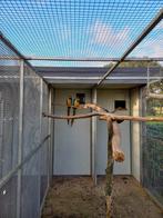 Te koop: Blauw-gele ara natuurbroed van April 2025, Dieren en Toebehoren, Meerdere dieren, Papegaai