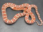 Micro-Scaleless cornsnake, Slang, 0 tot 2 jaar