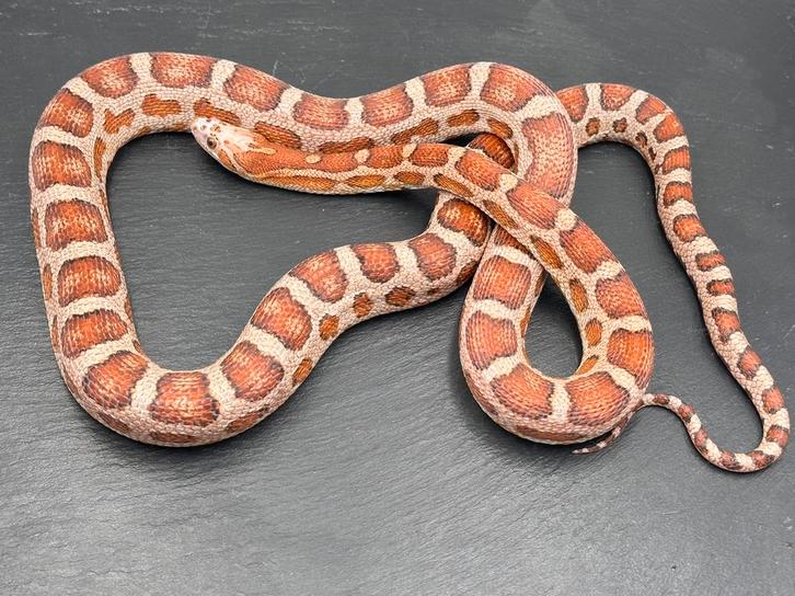 Micro-Scaleless cornsnake