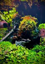 Gifkikkers, tinctorius powder blue, Vis