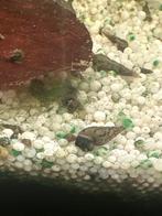 Jonge Faunus Sp. Cappuccino Aquarium slak 8-10mm, Dieren en Toebehoren, Slak of Weekdier