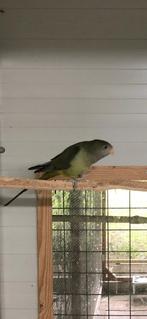 Barraband parkiet, Dieren en Toebehoren, Meerdere dieren, Parkiet, Geringd